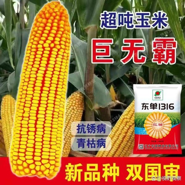 配资平台排名一览表 东单1316玉米种子：全区域适配的高产抗逆新选择